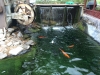 Koi at wasterfall (2016_10_16 01_18_43 UTC)